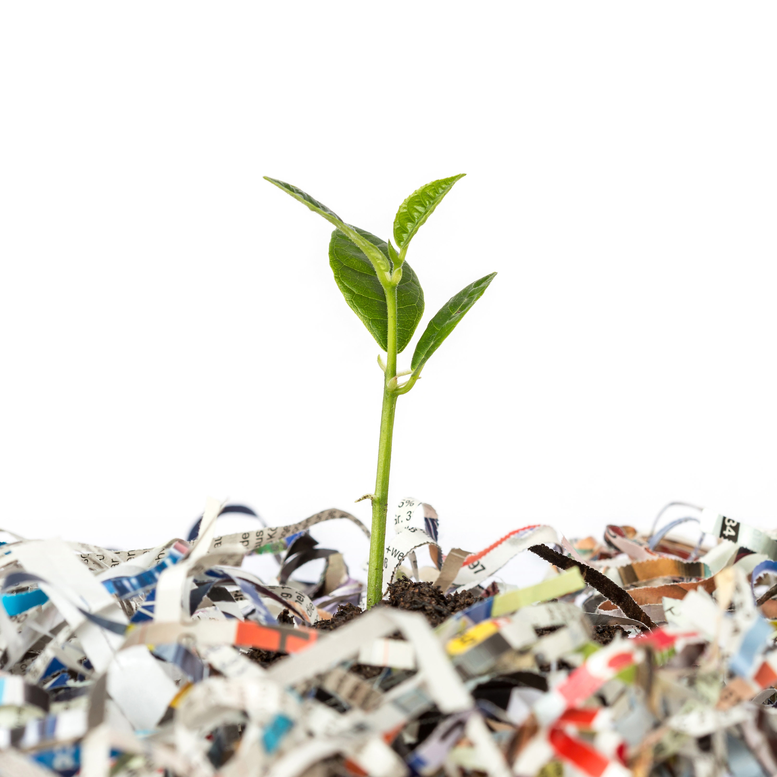 El brote de una planta naciendo de un montón de papel para reciclar